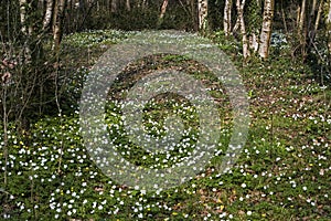 Wood Anemone, anemone nemorosa, Forest in Normandy