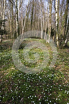 Wood Anemone, anemone nemorosa, Forest in Normandy