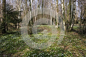 Wood Anemone, anemone nemorosa, Forest in Normandy