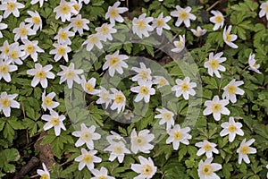 Wood anemone, Anemone nemorosa, with white flowers in spring