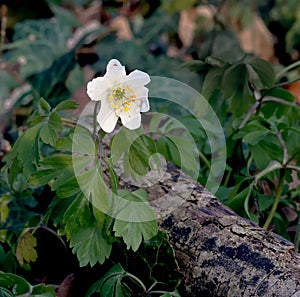 Wood anemone Anemone nemorosa or windflower growing on tree log in forest