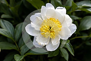 Wood Anemone or Anemonoides nemorosa