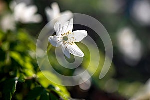 Wood anemone blooming in early spring