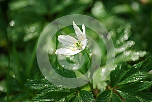 Wood Anemone with dew at dawn