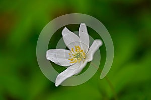 Wood anemone flower alone with green background