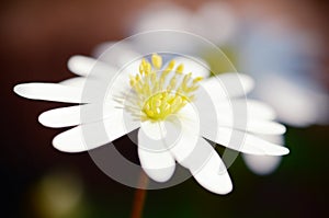 Wood anemone flower stamen closeup