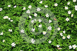 Wood anemone flowers, or Anemone nemorosa, in the forest