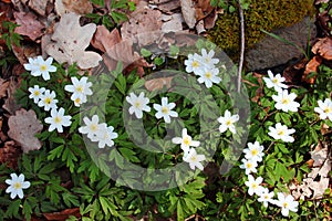 Wood anemone flowers, or Anemone quinquefolia, in the forest