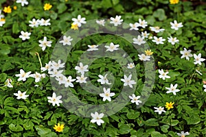 Wood anemone flowers, or Anemone quinquefolia, in the forest