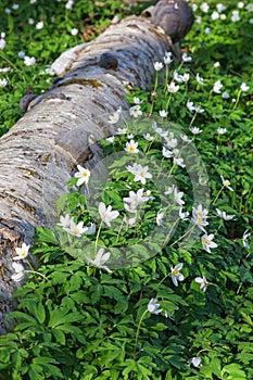 Wood anemone flowers photo