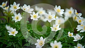 Wood anemone on the forest floor