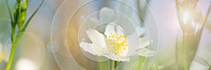 Wood anemone in the forrest