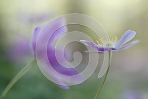 Wood anemone fragility. A pink spring wildflowe