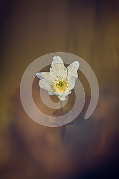 Wood anemone, a light in the gloomy forest