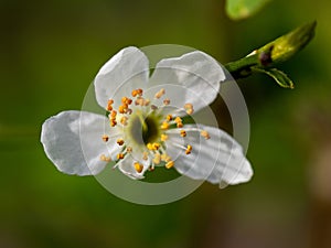 Wood anemone macro shot