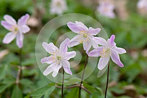 Wood Anemone nemorosa, pink tinged white flowers