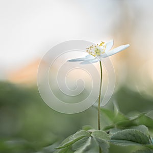 Wood anemone in soft surroundings