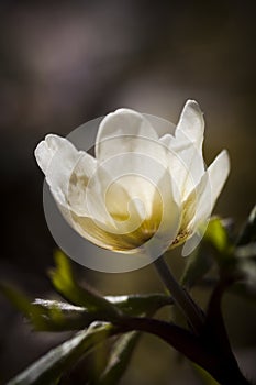 Wood anemone