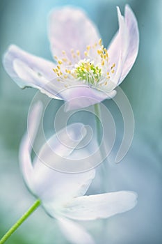 Wood anemone wild flower abstract