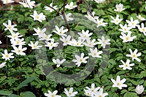 The wood anemone or windflower