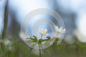 Wood anemone or windflower on beautiful spring day photo