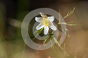 Wood anemone or Windflower in evening during spring