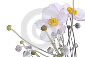 Wood Anemone (Windflower) Flowers Close-up on White Background