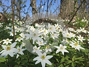 Wood Anemones