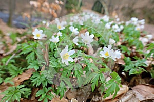 Wood anemones (Anemonoides nemorosa) in spring forest. One of the first spring flowers announcing the arrival of spring.