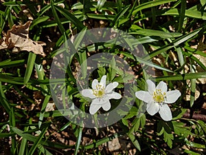 Wood anemones among bluebell plants