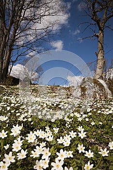 Wood anemones