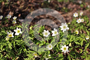Wood anemones