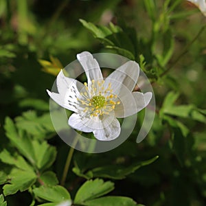 Wood anemones