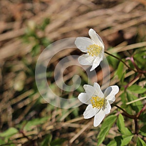Wood anemones