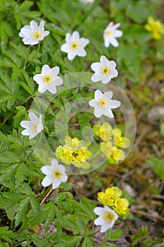 Wood Anemones and Golden Saxifrage photo
