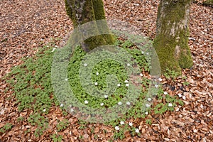 Wood anemones photo