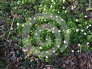 Wood anemones, nettles and ivy