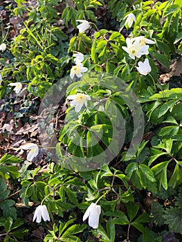 Wood anemones, nettles and ivy