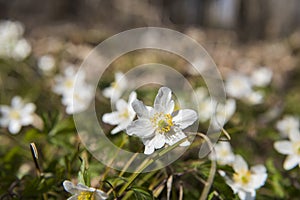 Wood anemones. Small white flowers on spring field
