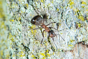 Wood ant