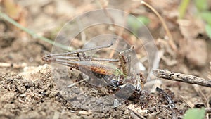 Wood ants eating dead cricket