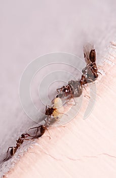 Wood ants, Formica, carrying their eggs to anew home, this ant is often a pest in houses, in a white background