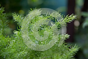 Wood apple or Kod bel