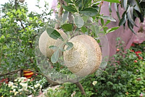 Wood-apple on tree in farm