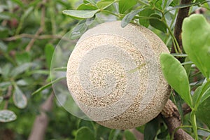 Wood-apple on tree in farm