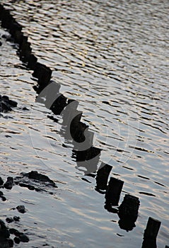 Wood as Separator Between Ocean and Beach