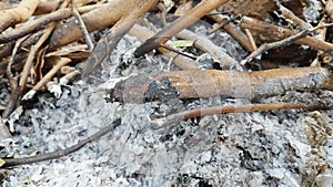 wood ash used for burning fire