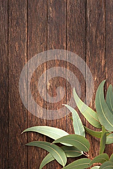 Wood Australian Background Gum Leaves