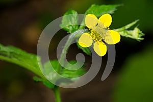 Wood Avens - Geum urbanum