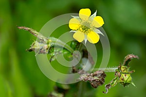 Wood Avens - Geum urbanum